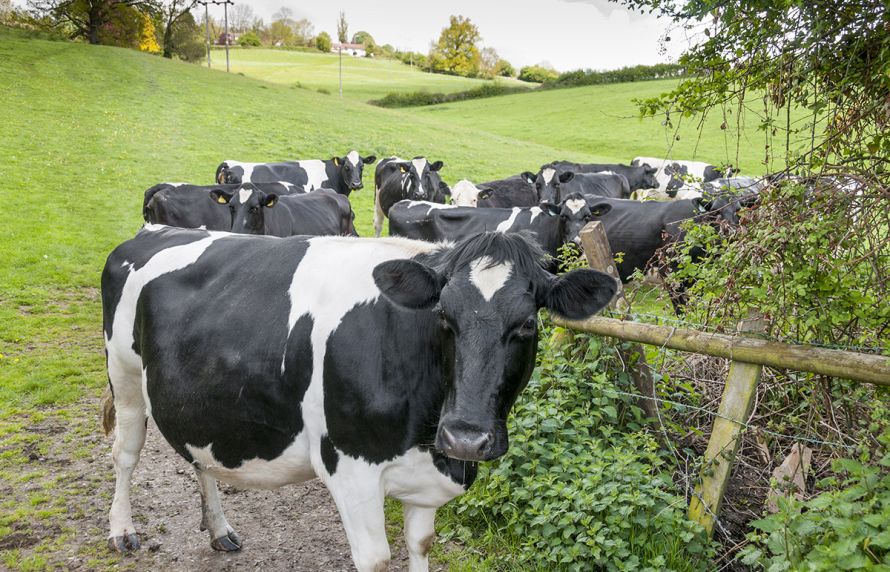  vecteurs dans les élevages bovins 